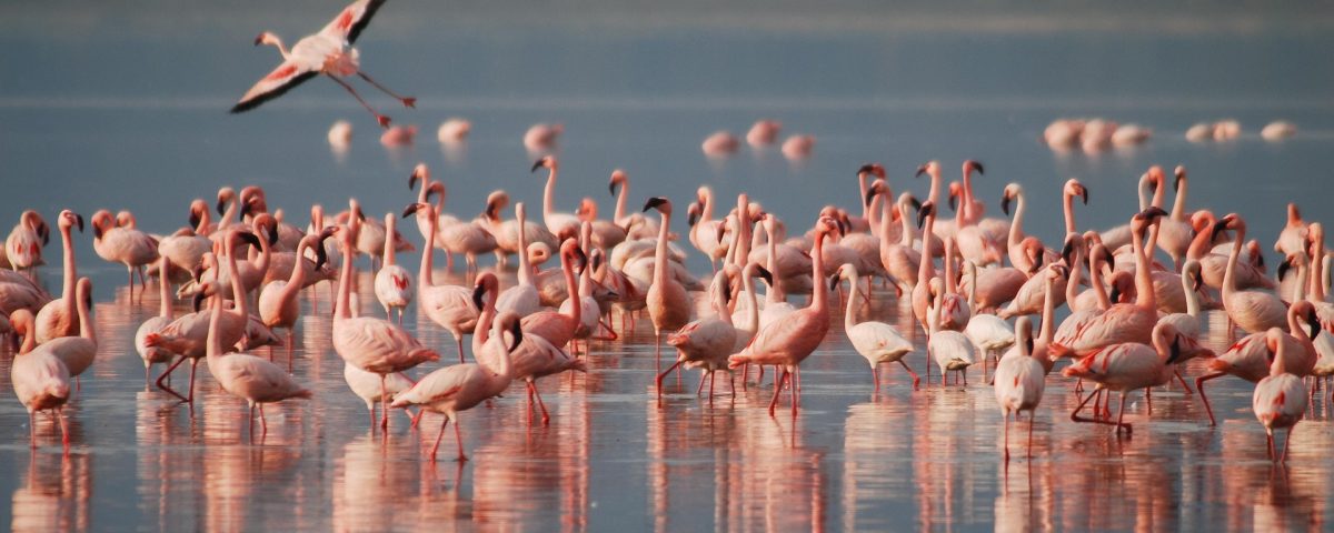 Joya Cabo de Gata - Flamenco Rosado